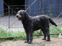 Puppys van Bliss040622-0058